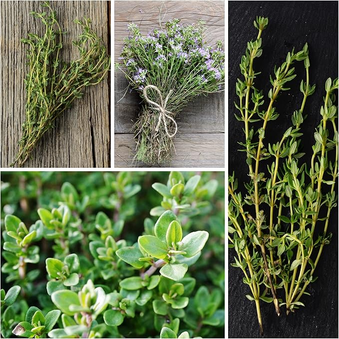 Seed Needs Thyme Seeds for Planting - Non-GMO Heirloom & Untreated Perennial Herb Seed to Plant a Culinary Kitchen Garden Indoors or Outdoors (2 Packs)