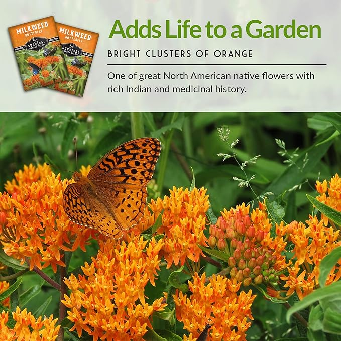 Butterfly Milkweed Seeds for Planting with Instructions to Grow Asclepias Tuberosa - Attract Butterflies & Help Conservation - Non-GMO Heirloom Open-Pollinated - Survival Garden Seeds (1 Pack)