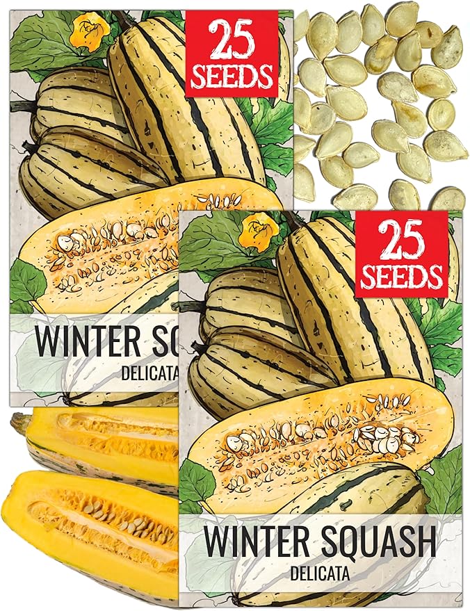 Seed Needs Winter Squash Seeds for Planting Delicata Squashes - Non-GMO Heirloom & Untreated Vegetable Seed to Plant an Outdoor Home Grown Veggie Garden