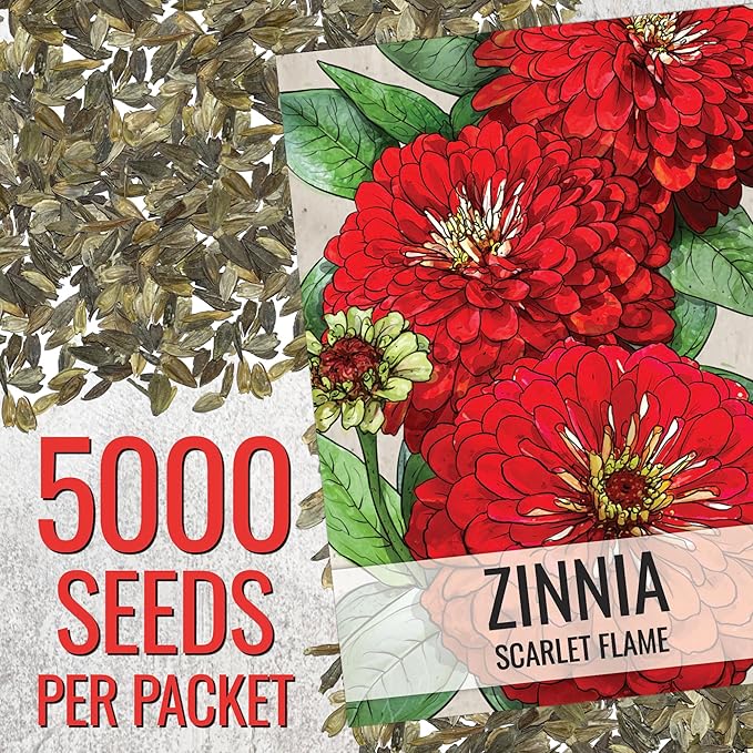 Seed Needs Zinnia Seeds Scarlet Flame Variety California Giant | 5,000+ Heirloom & Open Pollinated Seeds | Annual Cut Flowers Large Blooming | Bulk