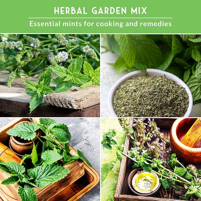 Survival Garden Seeds Mint Collection Seed Vault - Peppermint, Spearmint, Lemon Balm and Catnip Seeds - Grow Herbal Tea & Culinary Herbs - Non-GMO Heirloom Herbs for Outdoor and Indoor Gardens