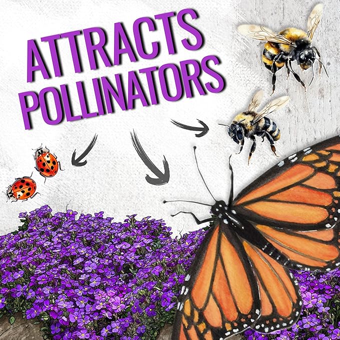 Seed Needs Purple Rockcress Seeds for Planting - Heirloom & Open Pollinated Perennial Flower Great for Rock Gardens, Groundcover, Attracts Pollinators (5 Packs)
