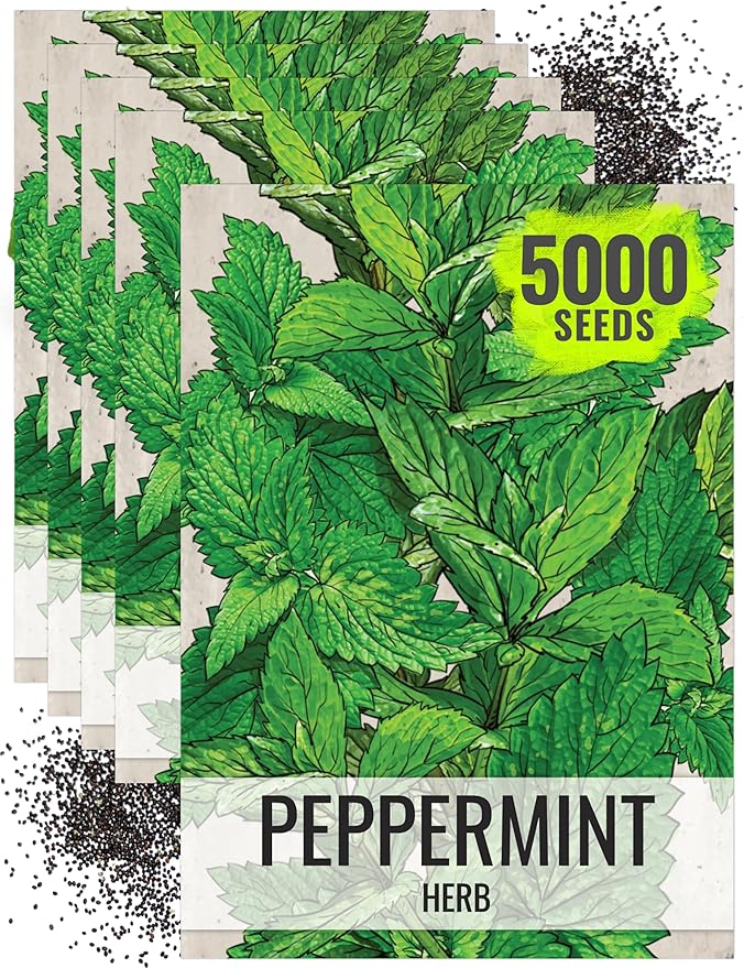 Seed Needs Peppermint Seeds for Planting - Non-GMO, Heirloom & Untreated - Medicinal/Culinary Herb to Plant a Home Grown Indoor or Outdoor Garden (5 Packs)