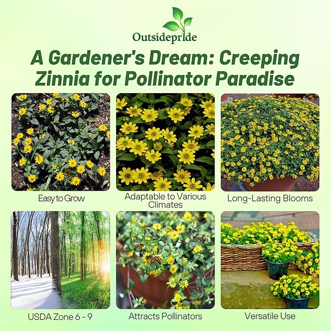 Outsidepride Creeping Zinnia Seeds - 4000 Pcs Annual Flower Seeds for Planting Outdoors, Easy to Grow, Drought Tolerant, Ideal for Pollinator Gardens and Ground Cover Displays