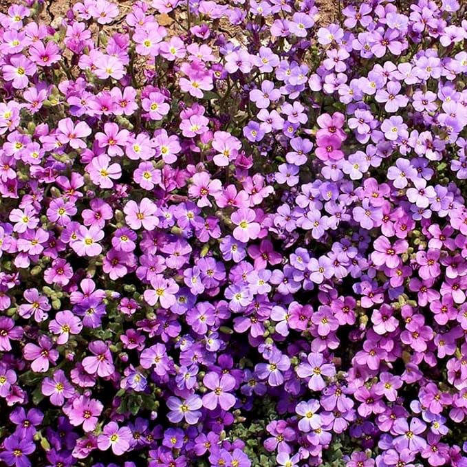 Seed Needs Purple Rockcress Seeds for Planting - Heirloom & Open Pollinated Perennial Flower Great for Rock Gardens, Groundcover, Attracts Pollinators (2 Packs)