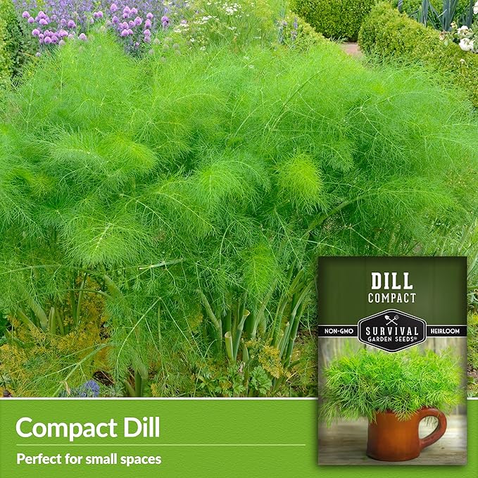 Compact Dill Seeds for Planting – Dwarf Dill for Containers & Small-Space Gardens – High Germination Heirloom Non-GMO Herb for Indoor or Outdoor Growing – Survival Garden Seeds (1 Pack)