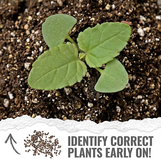 Seed Needs Salvia Seeds for Planting Scarlet Sage Flowers - Heirloom & Open Pollinated Perennial Wildflower Seed to Plant an Outdoor Butterfly Garden to Attract Pollinators (10 Packs)