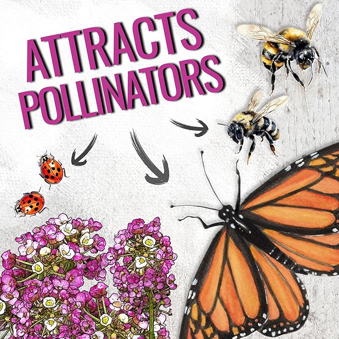 Seed Needs Alyssum Seeds for Planting - Heirloom & Untreated - Tender Perennial Flowers to Attract Pollinators to Rock Gardens, Pots, Containers & Window Boxes