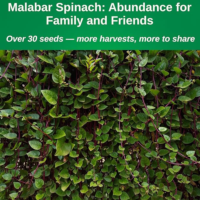 TKE Farms & Gardens - Red Malabar Spinach Seeds for Planting, Heirloom Non-GMO Climbing Spinach, Nutritious Asian Vegetable Seeds, 30 Seeds, Basella rubra, 1 Packet