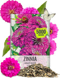 Seed Needs Zinnia Seeds Violet Queen Variety Fast Blooming | 5,000+ Heirloom & Open Pollinated Seeds | Annual Cut Flowers Large Blooming | Bulk