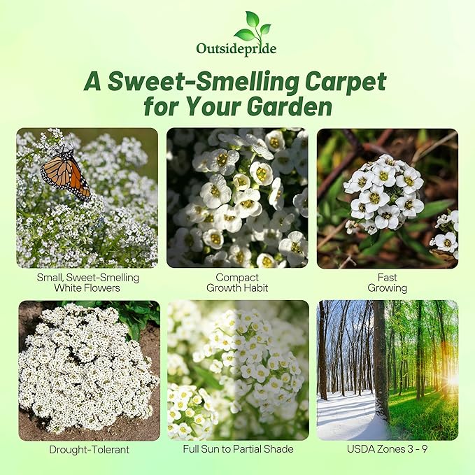 Outsidepride Tiny Tim Alyssum Seeds - 5000 Pieces Annual, Drought-Tolerant & Pollinator-Friendly Ground Cover Seeds w/Fragrant Honey Blooms for Low-Growing Xeriscaping & Outdoor Planting