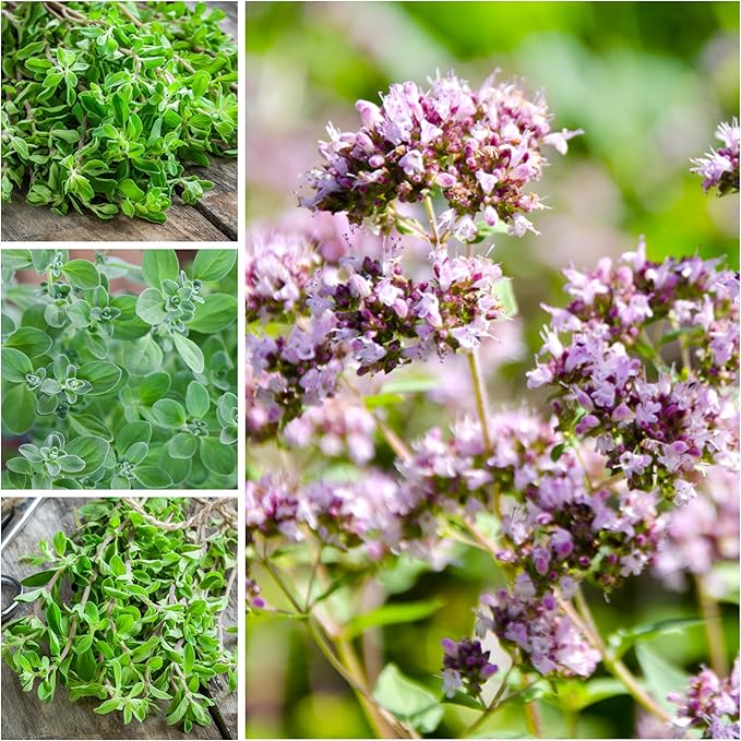 Seed Needs Sweet Marjoram Seeds for Planting - Heirloom, Non-GMO & Untreated - Perennial Culinary & Medicinal Herbs for Indoor/Outdoor Growing (1 Pack)