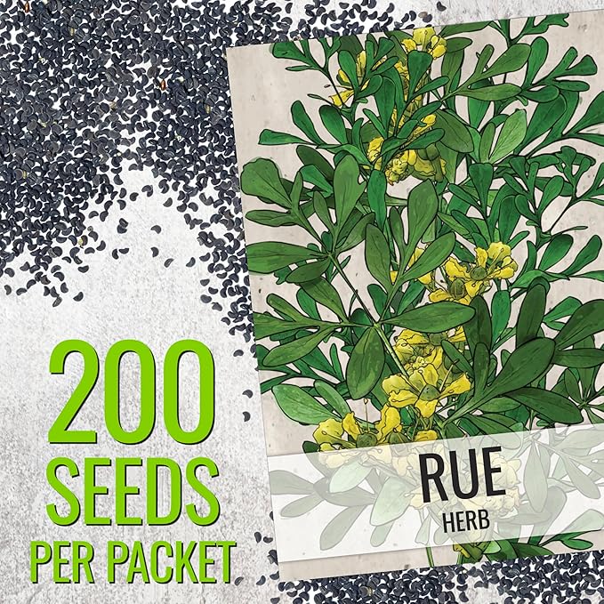 Seed Needs Rue Seeds for Planting Medicinal Herbs - Non-GMO Heirloom & Untreated Perennial Herb Seed to Plant a Home Grown Garden Indoors or Outdoors (5 Packs)