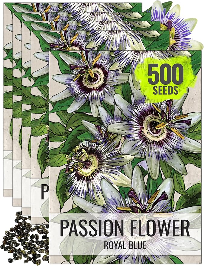 Seed Needs, Royal Blue Passion Flower Seeds - 100 Heirloom Seeds for Planting Passiflora caerulea - Open Pollinated Tropical Vine Produces Exotic Blooms (5 Packs)