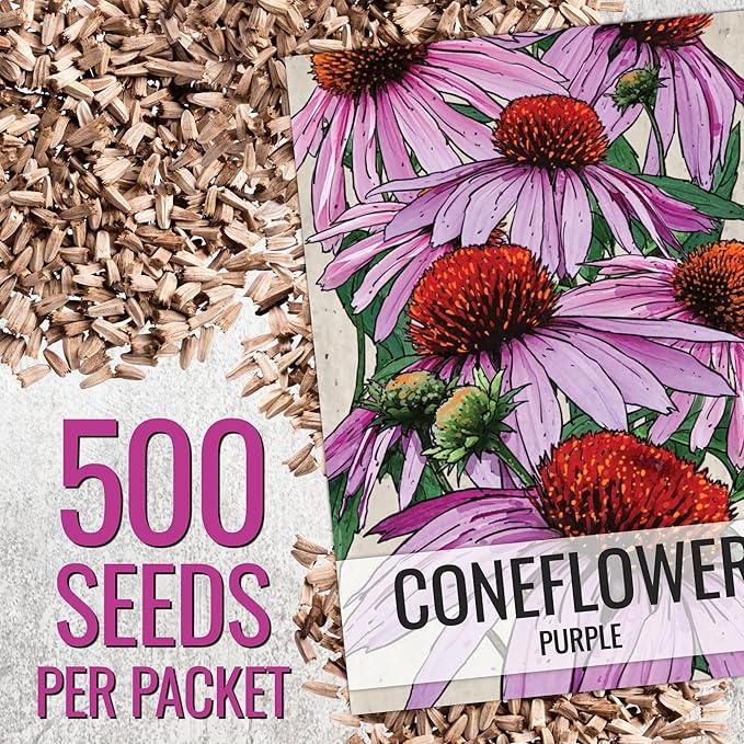 Seed Needs Coneflower Seeds for Planting Purple Echinacea Coneflowers - Heirloom & Open Pollinated Perennial Medicinal Flower - Perfect Wildflowers for a Butterfly Garden (1 Pack)