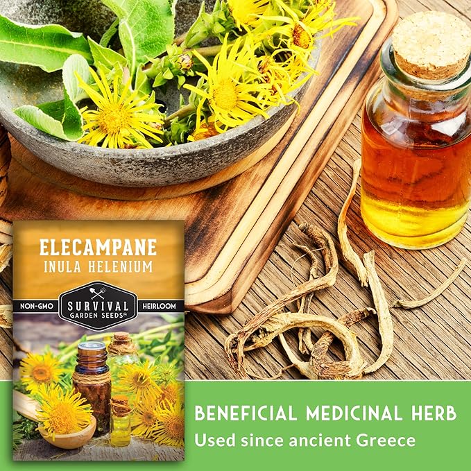 Elecampane Seeds for Planting - Traditional Medicinal Herb (Inula helenium) with Tall Yellow Blooms for Homestead & Healing Gardens - Heirloom Non-GMO - Survival Garden Seeds (1 Pack)