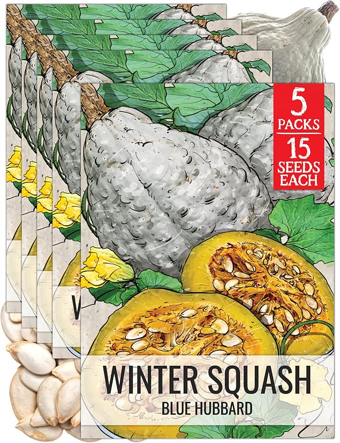 Seed Needs Blue Hubbard Winter Squash Seeds for Planting - Non-GMO, Heirloom & Untreated - Golden Yellow Sweet Flesh Perfect for Baking & Cooking (5 Packs)