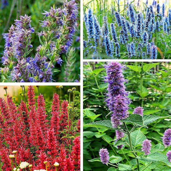 Hyssop Seeds for Planting,Rare Hummingbird Mint Flower Seed, 100+ Agastache Flower Seeds, Perennial Flower Plants, Non-GMO Fragrant Agastache Seed for Outdoor Garden