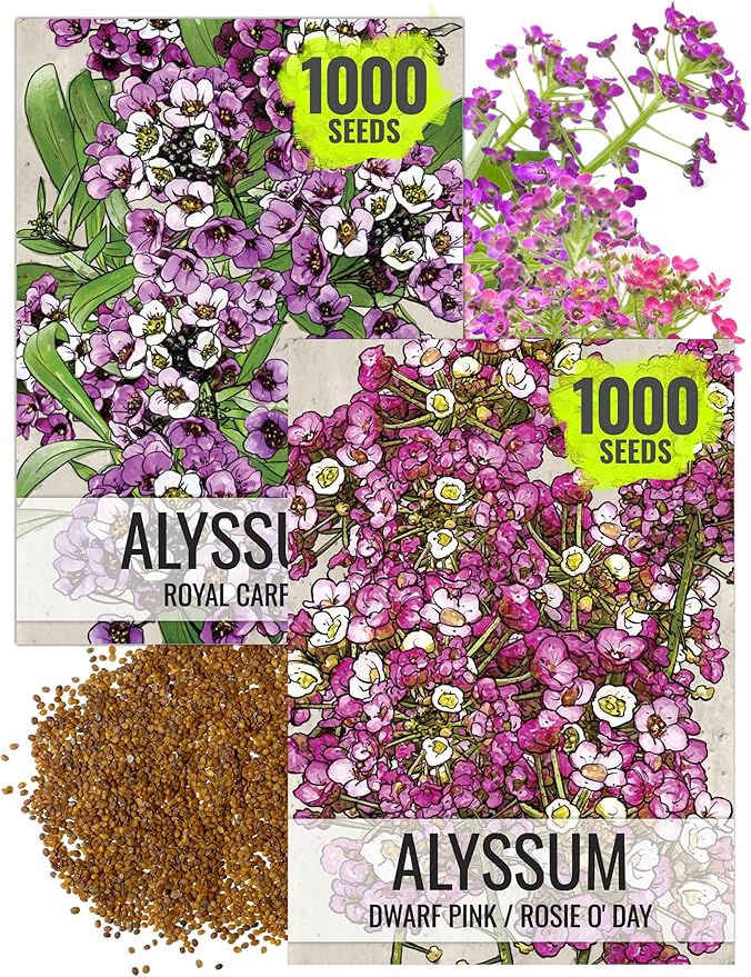 Seed Needs Alyssum Seeds for Planting - Heirloom & Untreated - Tender Perennial Flowers to Attract Pollinators to Rock Gardens, Pots, Containers & Window Boxes