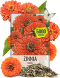 Seed Needs Zinnia Seeds Coral Variety Fast Blooming | 5,000+ Heirloom & Open Pollinated Seeds | Annual Cut Flowers Large Blooming | Bulk
