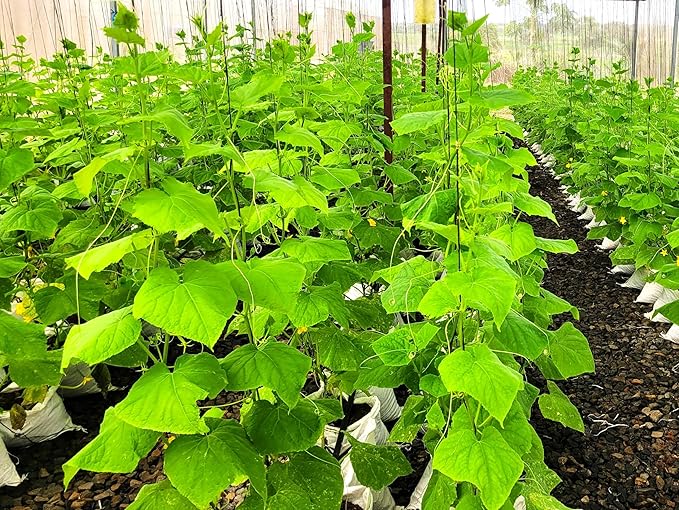 TomorrowSeeds - English Telegraph Improved Burpless Cucumber (English Cucumber) Seeds - 30+ Count - for 2026 Planting Hothouse Cucumbers Crisp European Near-Seedless Long Heirloom Vegetable
