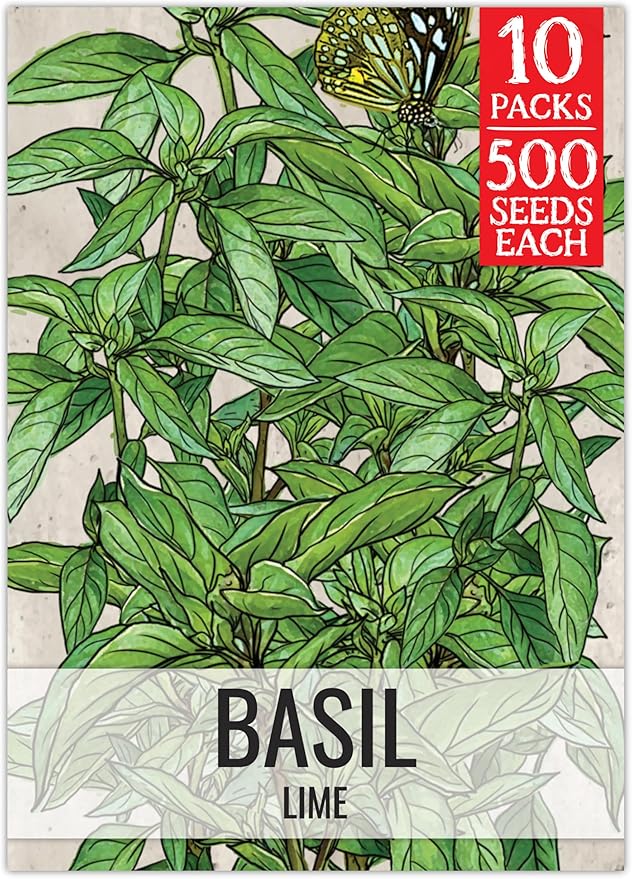 Seed Needs Lime Basil Seeds for Planting - Non-GMO Heirloom & Untreated Culinary Herb Seed to Plant an Indoor or Outdoor Home Grown Kitchen Garden (10 Packs)