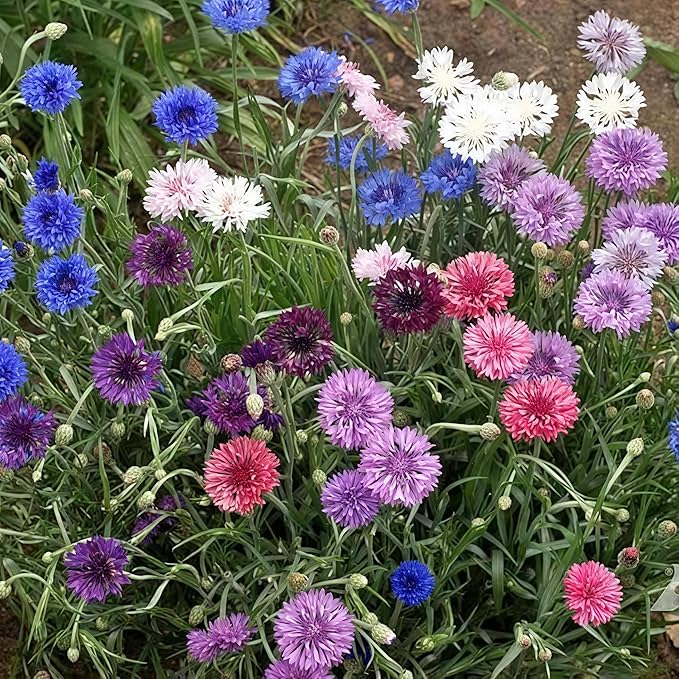 3,000 Bachelor Button Seeds for Planting - Cornflower Wildflower Seed (Centaurea cyanus), Non-GMO Heirloom Flowers, Pollinator Garden, Attracts Bees & Butterflies, Cut Bloom for Outdoor Borders