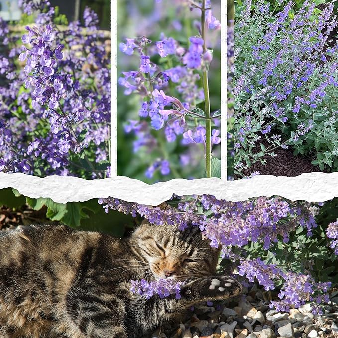 Seed Needs Catmint Seeds for Planting an Indoor/Outdoor Herb Garden - Non-GMO Heirloom & Untreated Herbal Plants - Great for Cats Nepeta mussinii (2 Packs)
