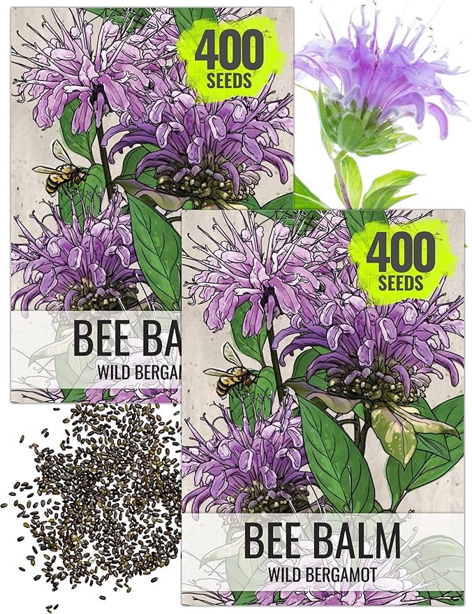 Seed Needs Bee Balm Seeds for Planting Wild Bergamot - Heirloom & Open Pollinated Perennial Flowers to Grow a Butterfly Garden to Attract Bees, Butterflies & Other Pollinators (2 Packs)
