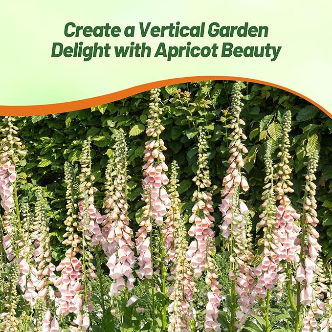 Outsidepride Digitalis Purpurea Apricot Beauty Foxglove Seeds – 10000 Pcs Biennial, Prolific, Tall Growing Flower Seeds with Pollinator-Friendly Blooms for Shaded Gardens & Outdoor Landscapes