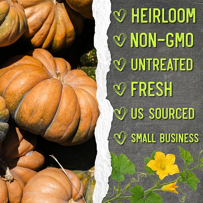 Seed Needs Fairytale Pumpkin Seeds for Planting | Non-GMO Heirloom & Untreated | Bulk French Pumpkins Seed to Plant an Outdoor Home Grown Pumpkin Patch