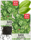 Seed Needs Basil Seeds for Planting Italian Large Leaf Herbs - Non-GMO Heirloom & Untreated - Grow an Indoor or Outdoor Home Grown Herb Garden (2 Packs)