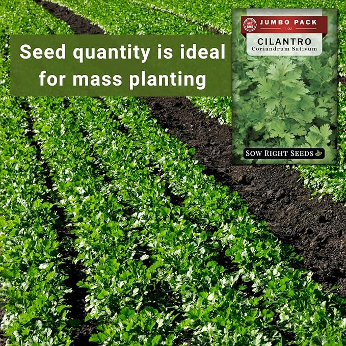 Sow Right Seeds - Bulk Cilantro Seeds for Planting - 1 Ounce, 2000 Seeds - Non-GMO Heirloom Jumbo Pack with Instructions to Grow an Herb Garden - Great for Cooking - Make Loads of Coriander Seasoning