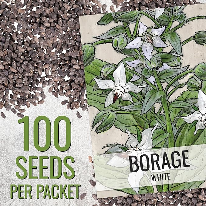 Seed Needs Borage Seeds for Planting White Borago officinalis Starflower - Non-GMO Heirloom & Untreated Herb Seed to Plant and Grow an Outdoor Home Grown Garden (5 Packs)