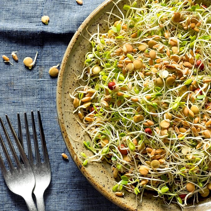 Todd’s Seeds - Protein Bean Sprouting Seed Mix - Green Pea - Mung Bean - Adzuki - Garbanzo - One Pound - Non GMO