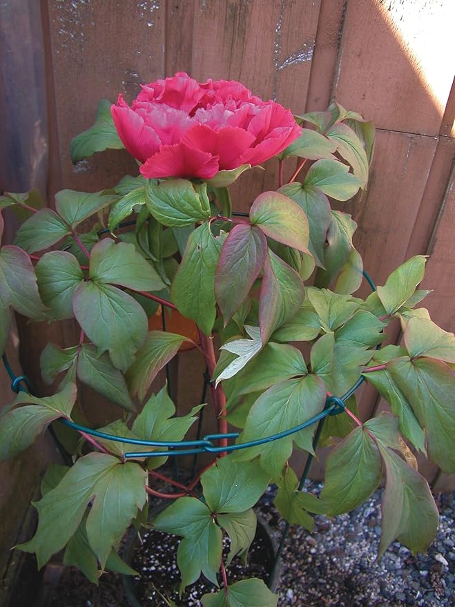 Luster Leaf 987 Large Single Peony Flower Support
