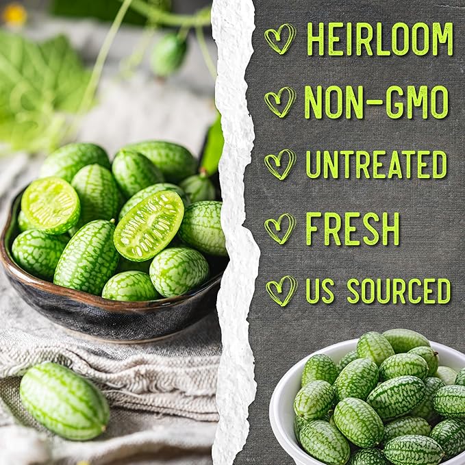 Seed Needs Cucamelon Seeds for Planting Mexican Sour Gherkin Miniature Mouse Melons - Non-GMO Heirloom & Untreated - Grow a Home Grown Indoor Outdoor Vegetable Garden (1 Pack)