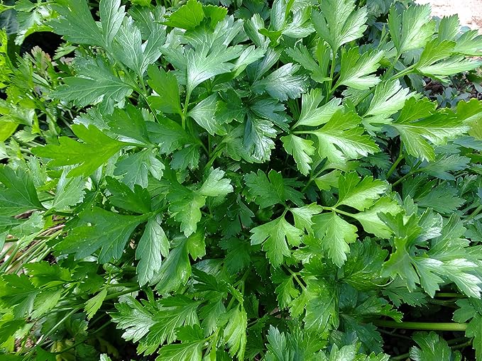 TKE Farms & Gardens - Italian Flat Leaf Parsley Seeds for Planting, 600+ Heirloom Non-GMO Seeds, Perfect for Indoor and Outdoor Gardens, Petroselinum crispum, Qty 1