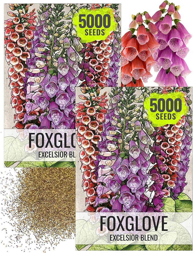 Seed Needs Foxglove Seeds for Planting Excelsior Mix Fox Glove - Heirloom & Open Pollinated Flowers to Plant an Outdoor Butterfly Garden with Colorful Wildflowers (2 Packs (10,000 Seeds))