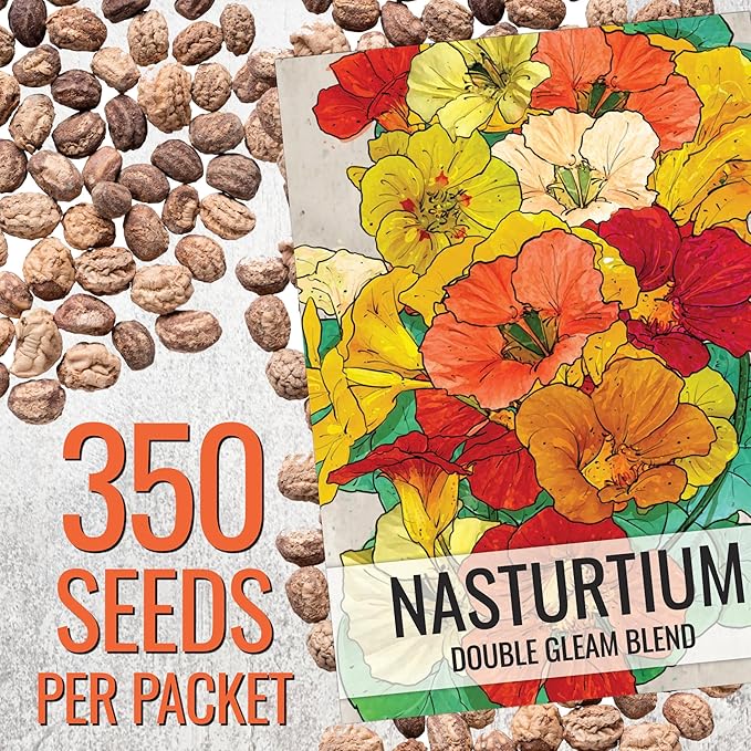 Seed Needs Flower Seeds Nasturtium Double Gleam Seed Edible Multicolor Blooms | 350+ Heirloom Seeds Tropaeolum Majus Untreated Bulk Flower Seed | 1.5 Ounce Resealable Pouch