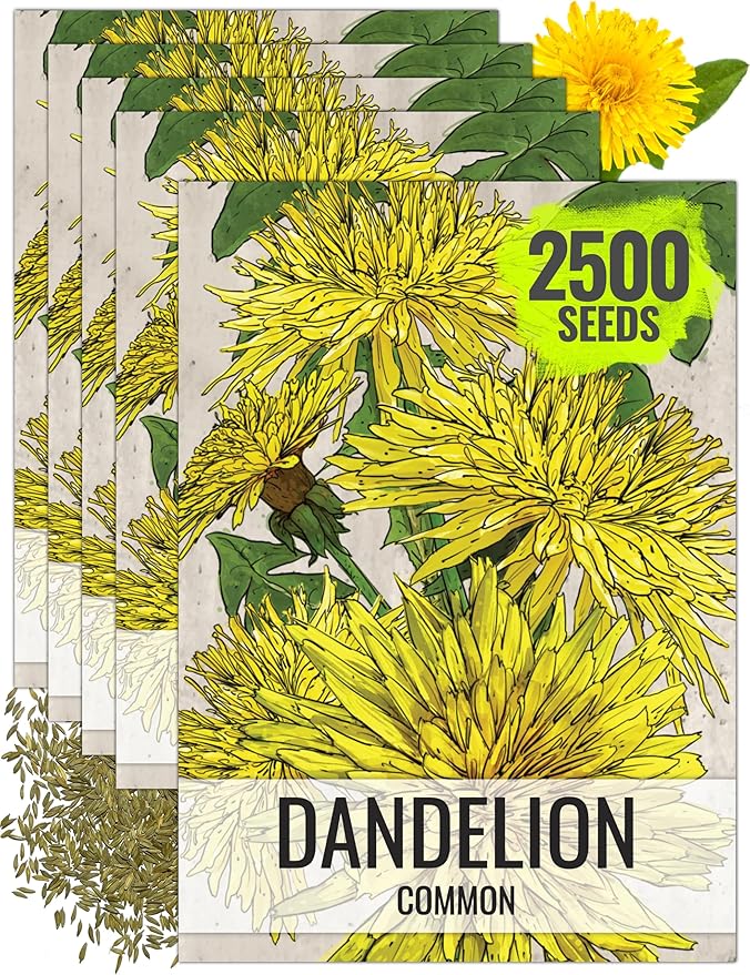 Seed Needs Dandelion Seeds for Planting Taraxacum officinale - Non-GMO Heirloom & Untreated Perennial Herbs - Grow Salad Greens, Food for Tortoises, Rabbits & Bearded Dragons (5 Packs)
