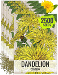Seed Needs Dandelion Seeds for Planting Taraxacum officinale - Non-GMO Heirloom & Untreated Perennial Herbs - Grow Salad Greens, Food for Tortoises, Rabbits & Bearded Dragons (5 Packs)