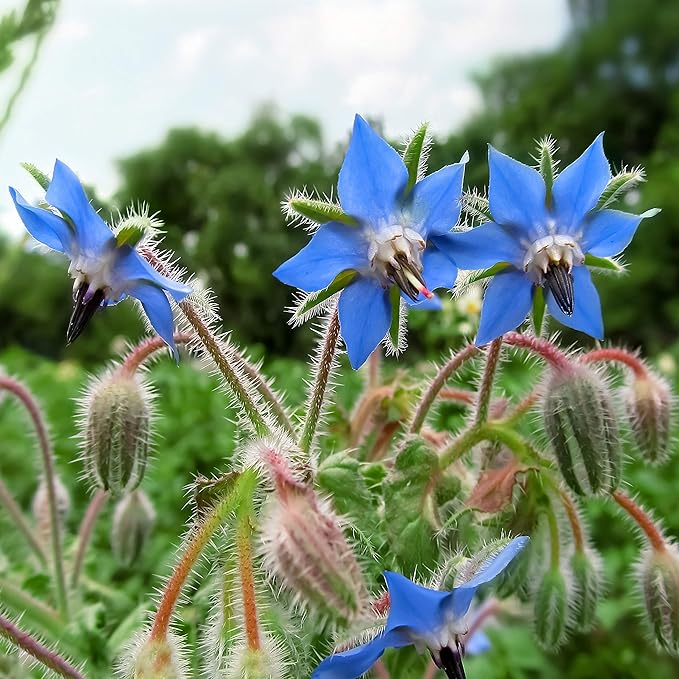 Outsidepride Blue Borage Seeds for Planting – 1/4 lb. Annual, Drought-Tolerant Herb Seeds with Star-Shaped Blooms, Attracts Bees for Pollinator Gardens, Summer Teas, Decoration & Culinary Use