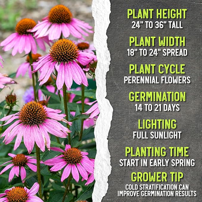 Seed Needs Coneflower Seeds for Planting Purple Echinacea Coneflowers - Heirloom & Open Pollinated Perennial Medicinal Flower - Perfect Wildflowers for a Butterfly Garden (1 Pack)