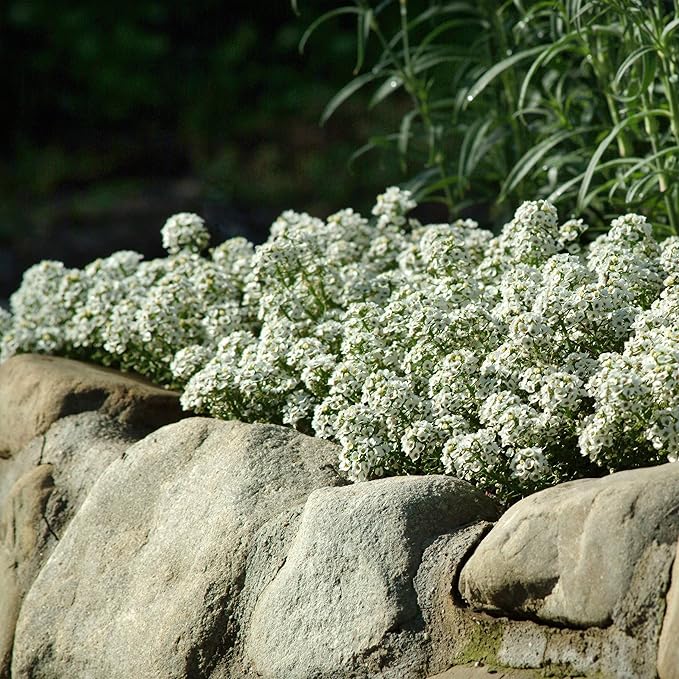 Outsidepride Tiny Tim Alyssum Seeds - 5000 Pieces Annual, Drought-Tolerant & Pollinator-Friendly Ground Cover Seeds w/Fragrant Honey Blooms for Low-Growing Xeriscaping & Outdoor Planting