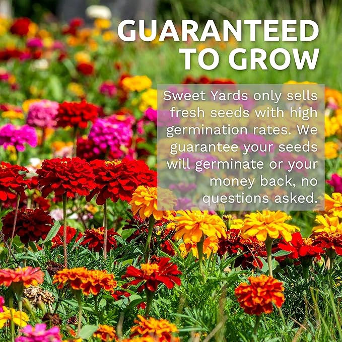 California Orange Poppy Wildflower Seeds - Bulk 1/4 Pound Bag - Over 80,000 Native Seeds - California State Flower!