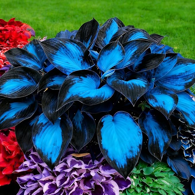 Hosta Seeds for Planting, 200+pcs Rare Perennial Hosta Flower Seeds, Non-GMO Heirloom Long Blooming Plants Shaded Entry Pathway Flowers for Garden Outdoors