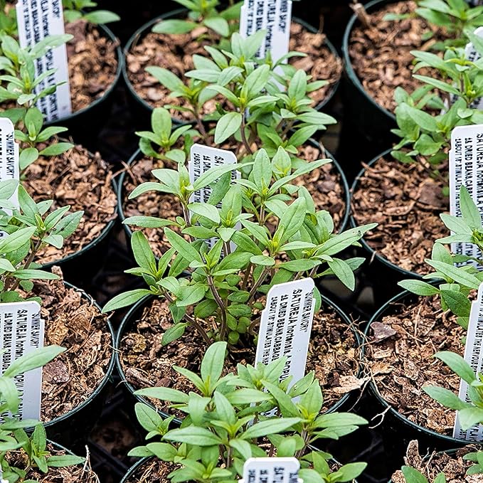 Seed Needs Summer Savory Seeds for Planting Herbs - Non-GMO Heirloom & Untreated Annual Herb Seed to Plant a Culinary Kitchen Garden Indoors or Outdoors (1 Pack)