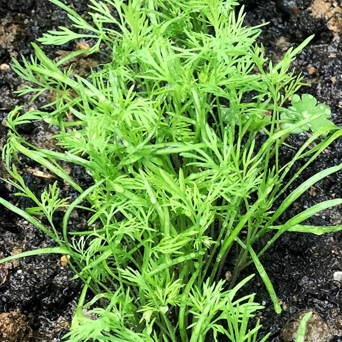 Seed Needs Dill Seeds for Planting Bouquet Herbs - Non-GMO Heirloom & Untreated Herb Seed to Plant a Home Grown Indoor/Outdoor Garden (1 Pack)