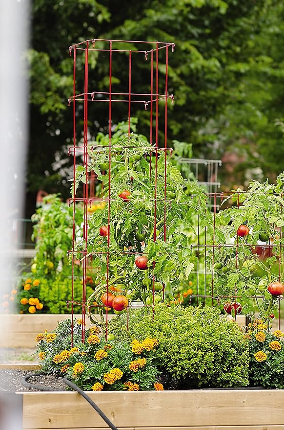 Gardener’s Supply Company Lifetime Tomato Cages | Heavy Gauge Sturdy Garden Plant Supports for Vegetables and Other Climbing Plants | No Assembly Needed - Red (Set of 4)